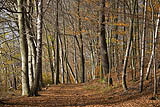 Meeresgold-Usedomer-Wald