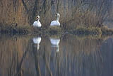 Meersgold-Schwaene-auf-Usedom