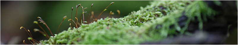 Ferien-in-Koserow-Herbst