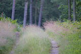 Meeresgold-Wald-auf-Usedom